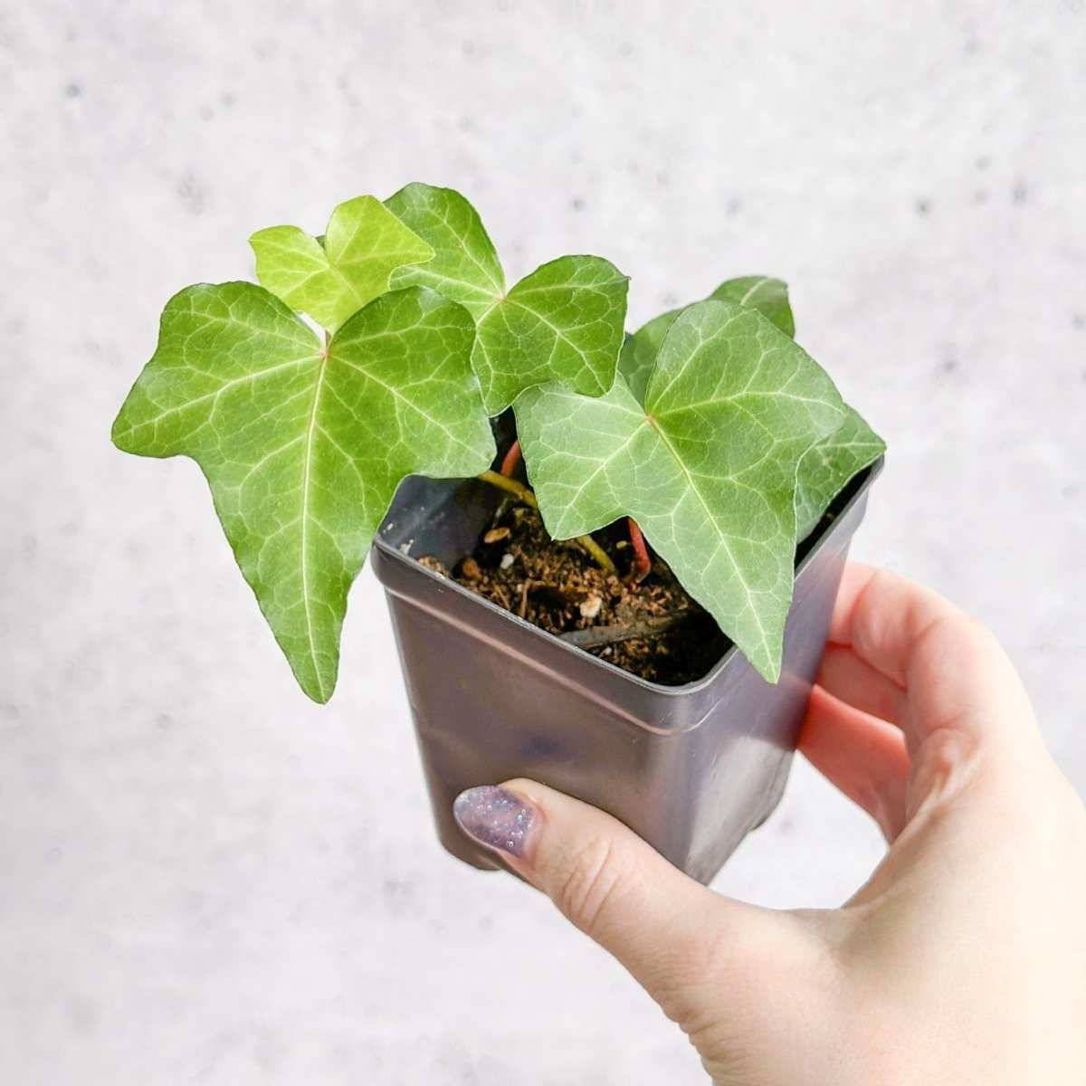  Hedera Helix ‘English Ivy’