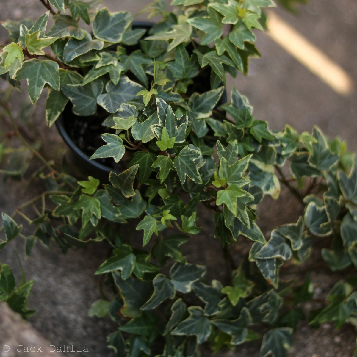  Hedera Helix Variegata ‘Variegated English Ivy’