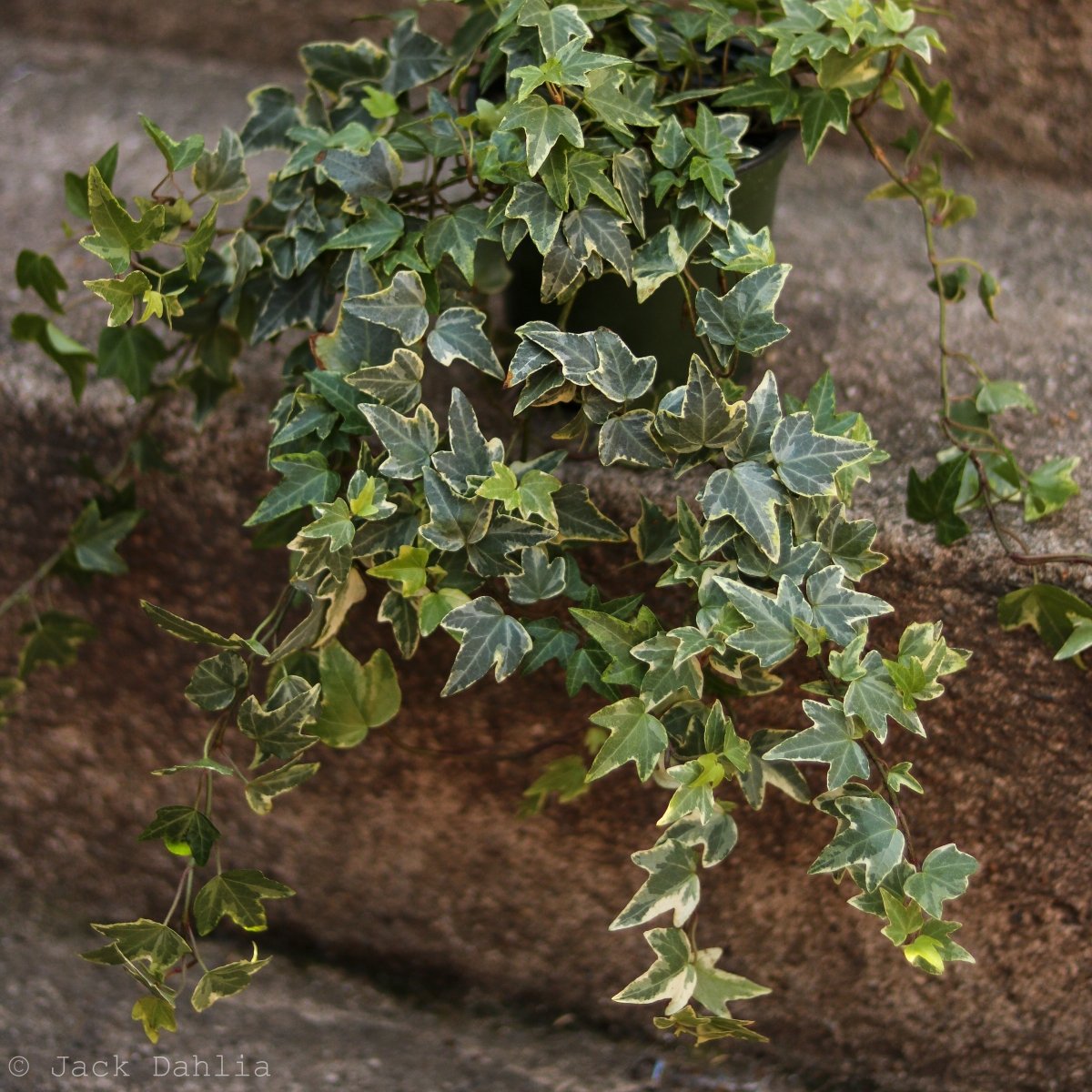  Hedera Helix Variegata ‘Variegated English Ivy’