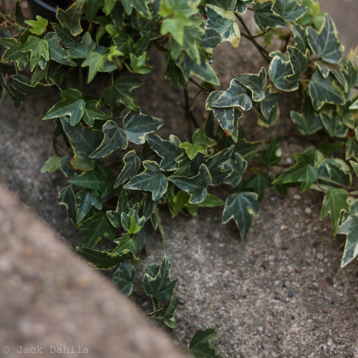  Hedera Helix Variegata ‘Variegated English Ivy’