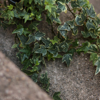  Hedera Helix Variegata ‘Variegated English Ivy’