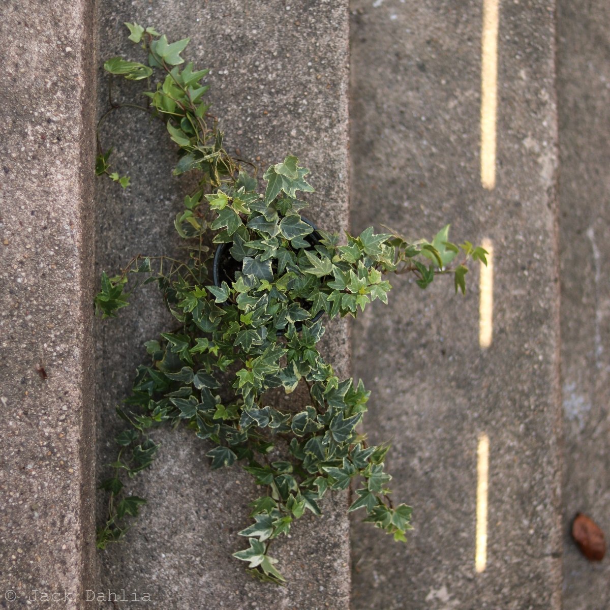  Hedera Helix Variegata ‘Variegated English Ivy’