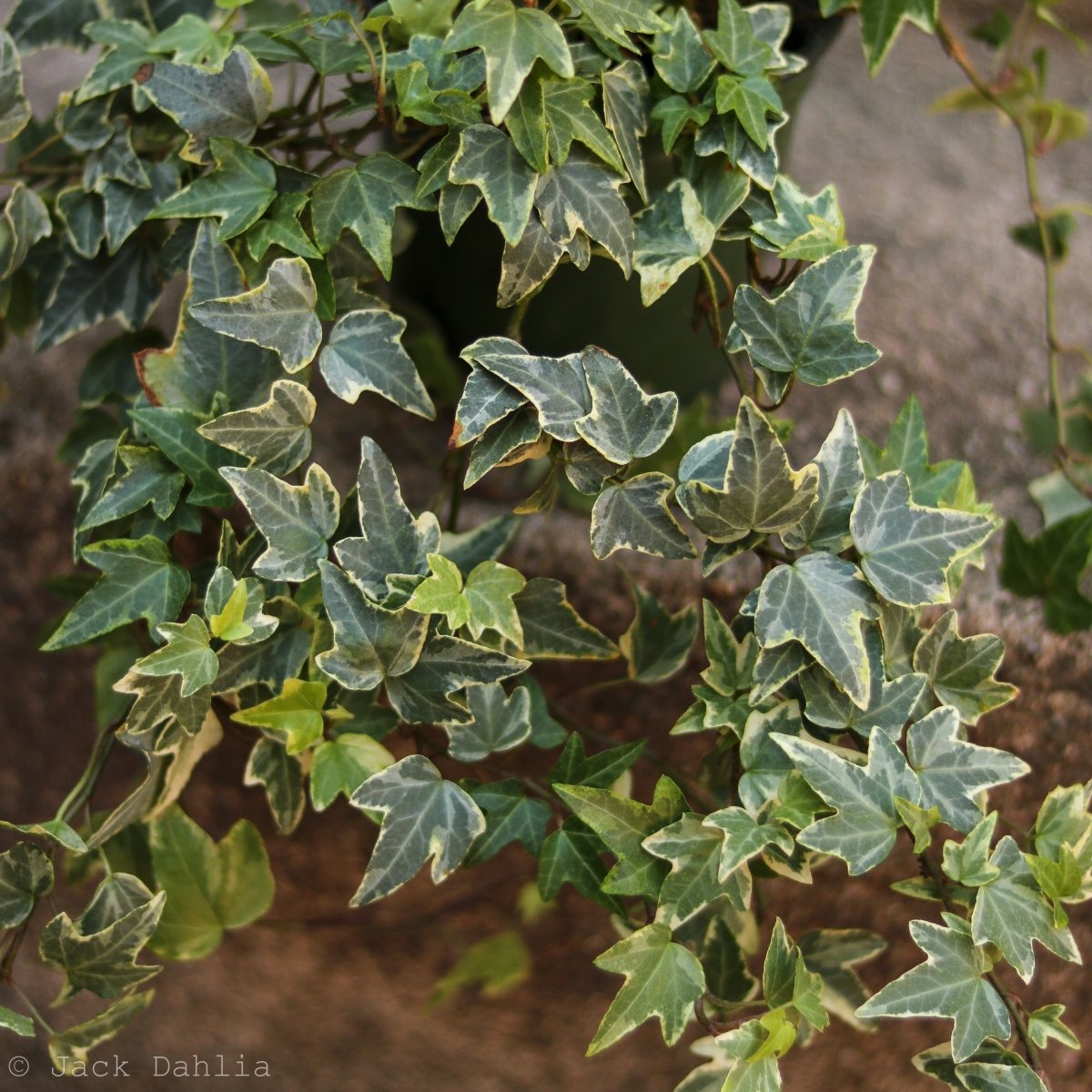  Hedera Helix Variegata ‘Variegated English Ivy’