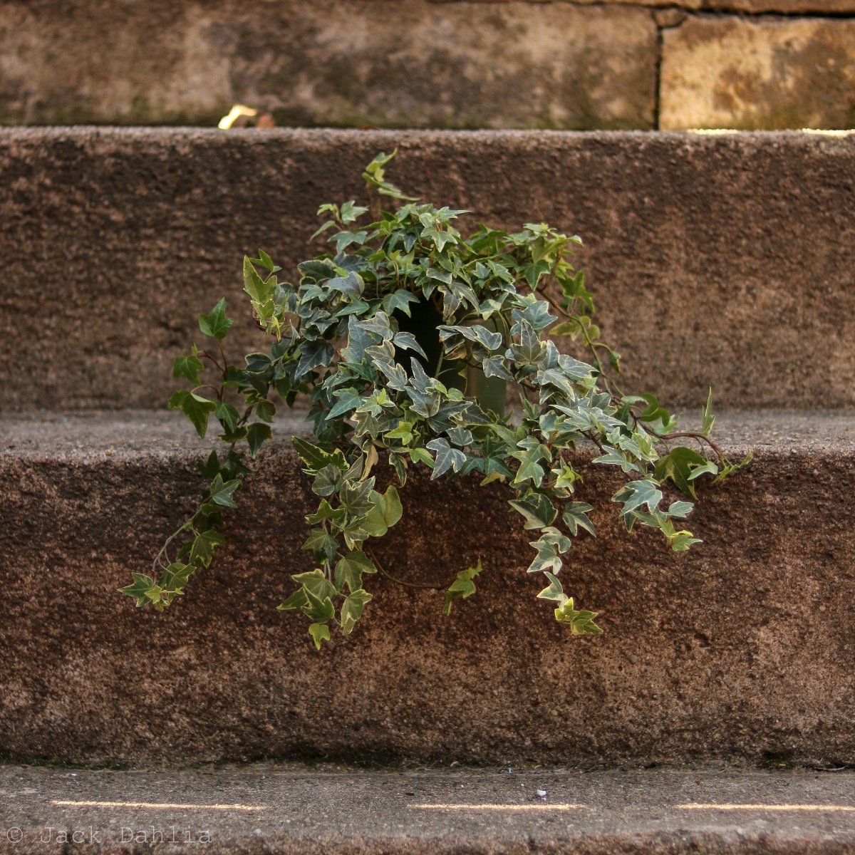  Hedera Helix Variegata ‘Variegated English Ivy’