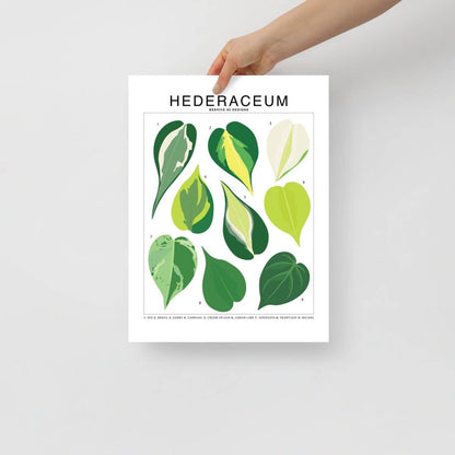  Hederaceum Species ID Chart - Botanical Houseplant Art Print