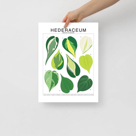  Hederaceum Species ID Chart - Botanical Houseplant Art Print