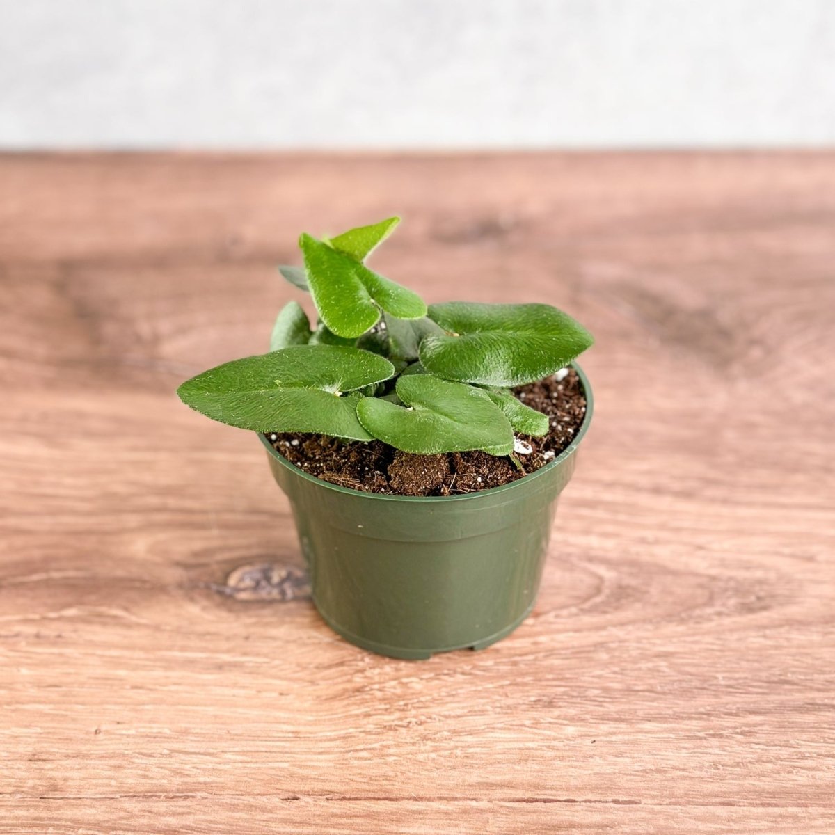  Hemionitis Arifolia 'Heart Fern'