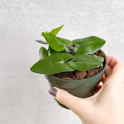  Hemionitis Arifolia 'Heart Fern'