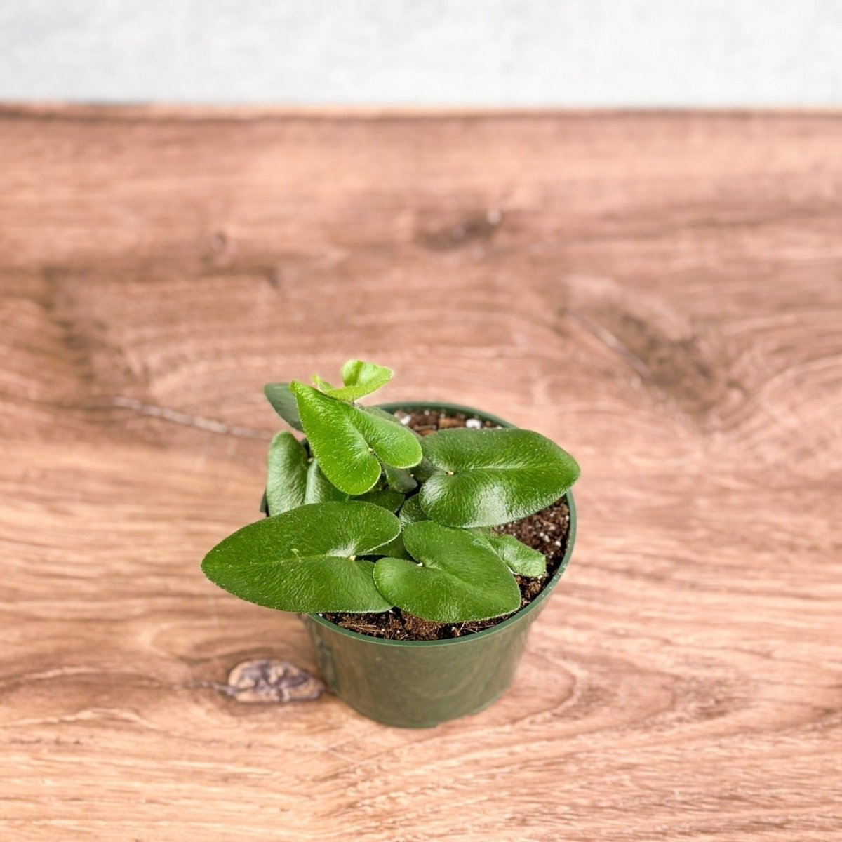 Hemionitis Arifolia 'Heart Fern'