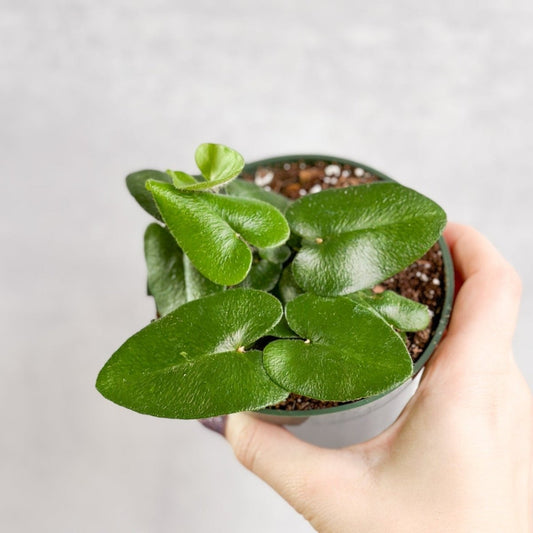  Hemionitis Arifolia 'Heart Fern'