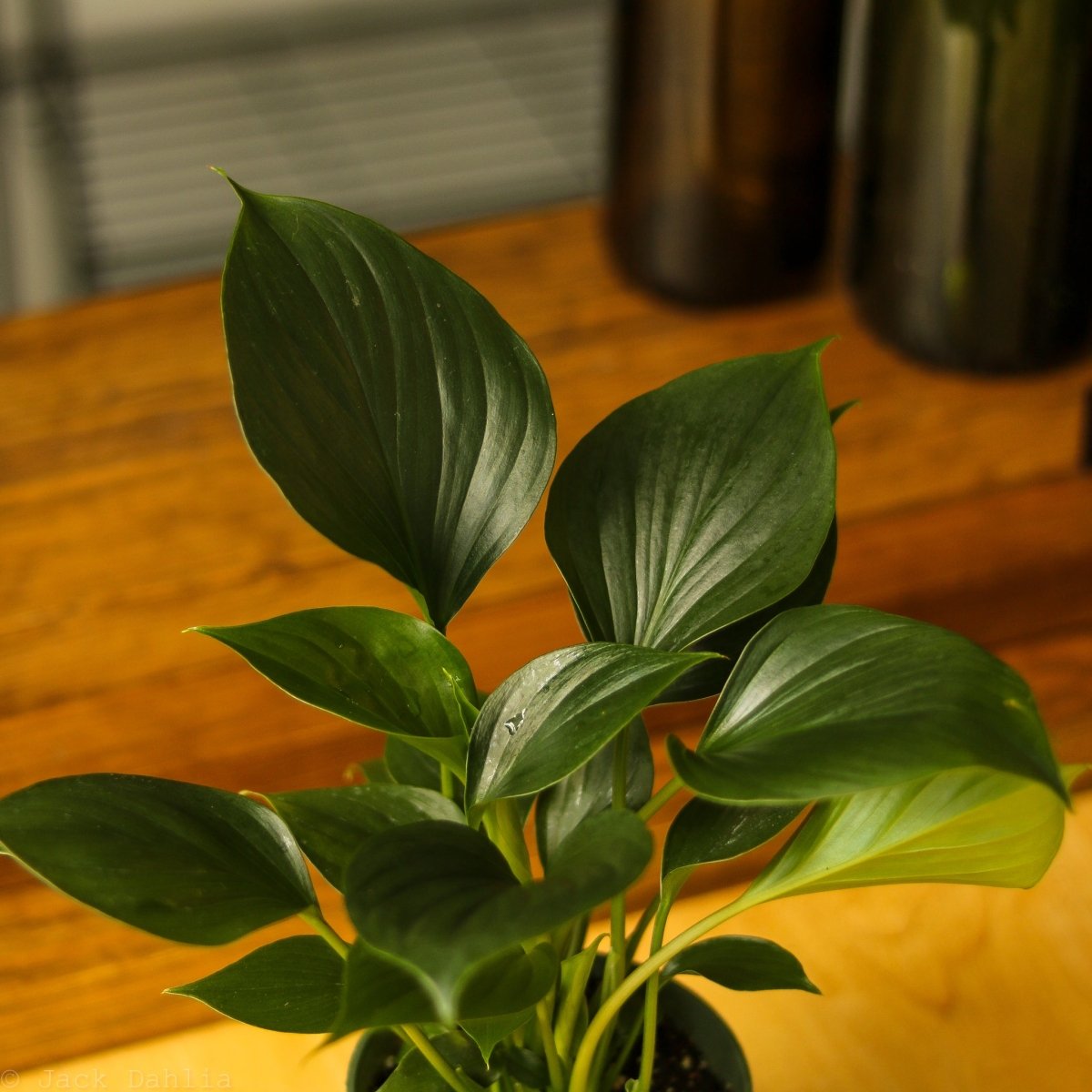  Homalomena ‘Emerald Gem’ – Low Maintenance Tropical Foliage Plant