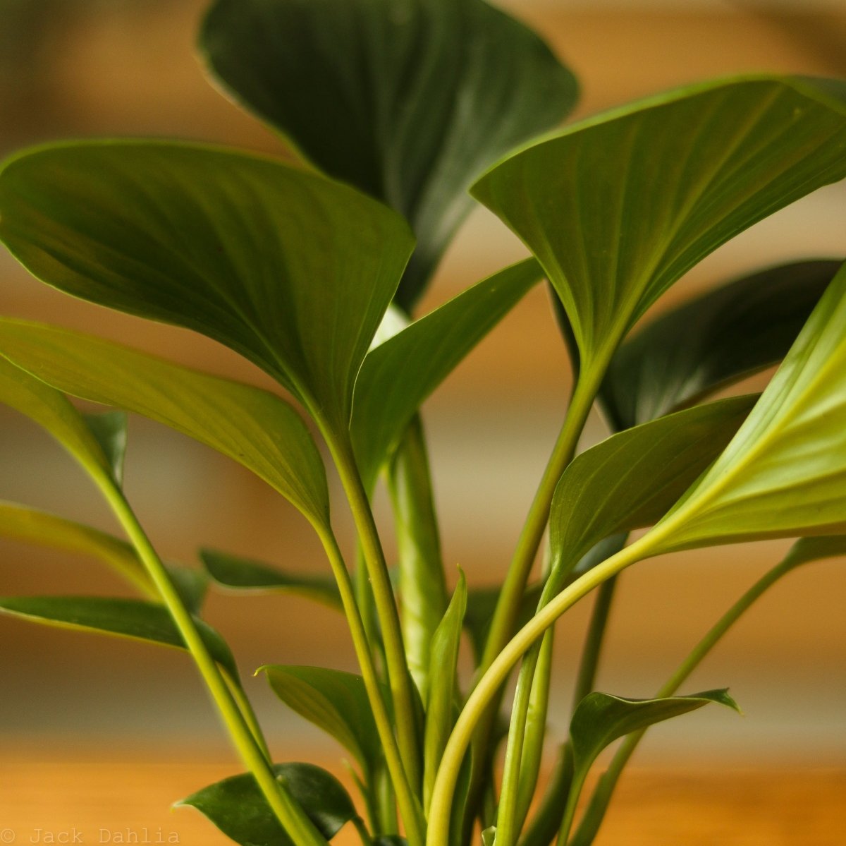  Homalomena ‘Emerald Gem’ – Low Maintenance Tropical Foliage Plant