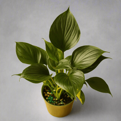  Homalomena ‘Emerald Gem’ – Low Maintenance Tropical Foliage Plant
