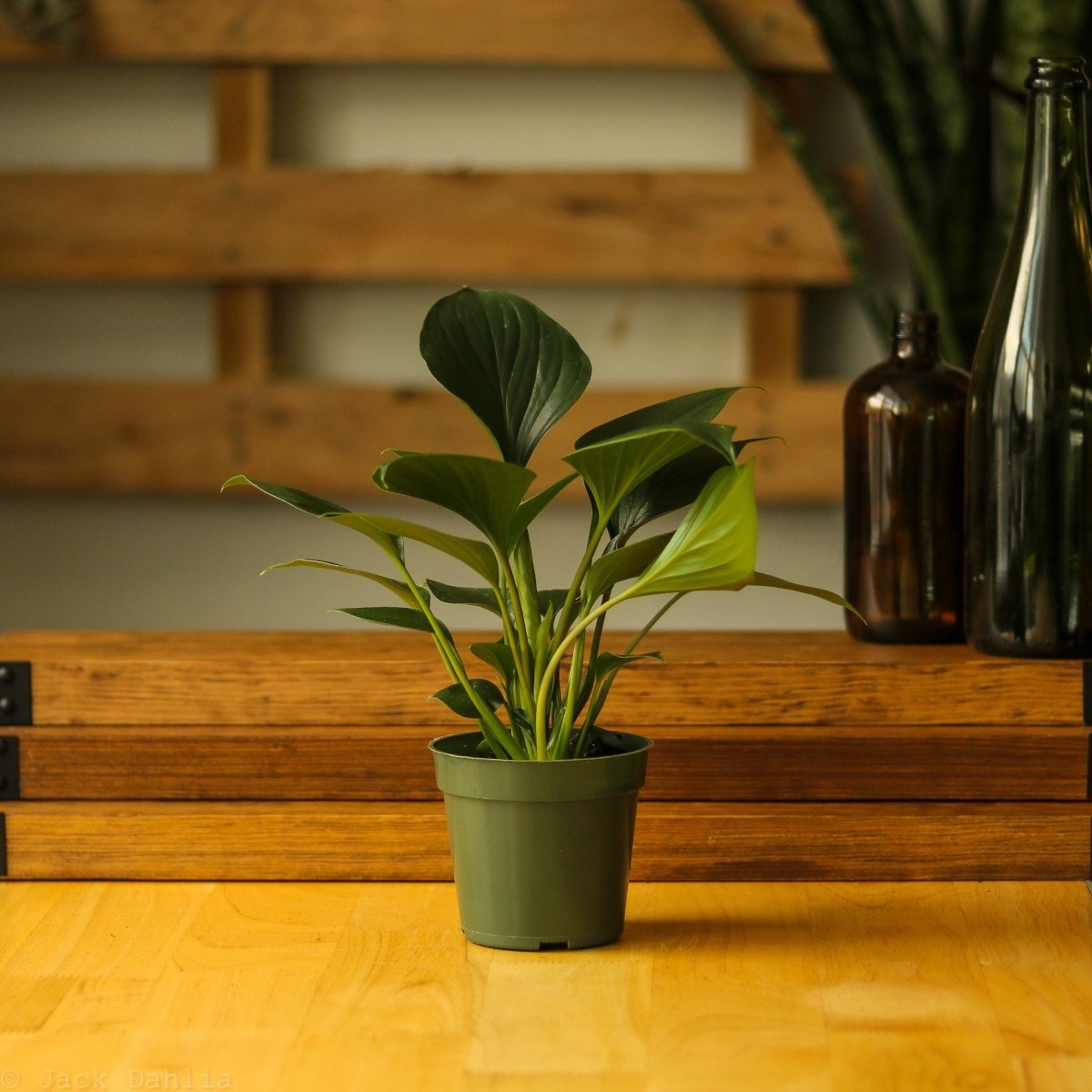  Homalomena ‘Emerald Gem’ – Low Maintenance Tropical Foliage Plant