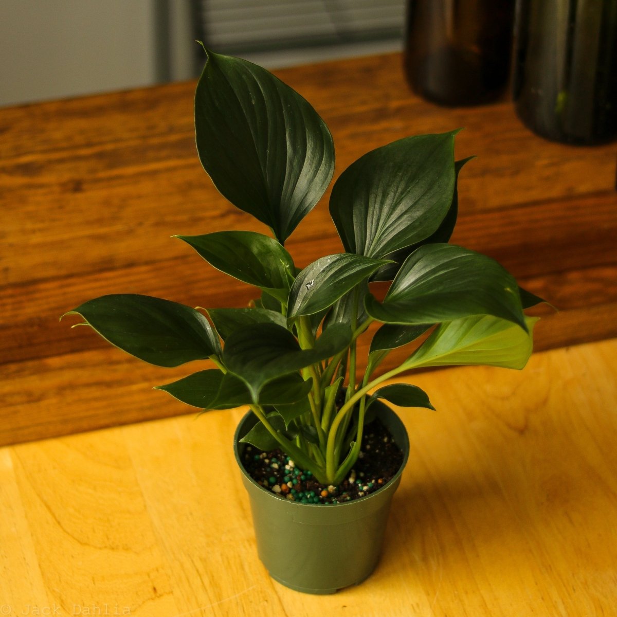  Homalomena ‘Emerald Gem’ – Low Maintenance Tropical Foliage Plant