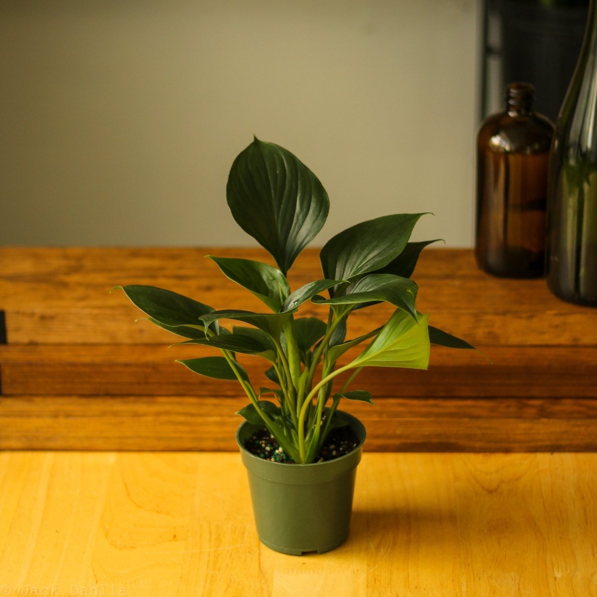  Homalomena ‘Emerald Gem’ – Low Maintenance Tropical Foliage Plant