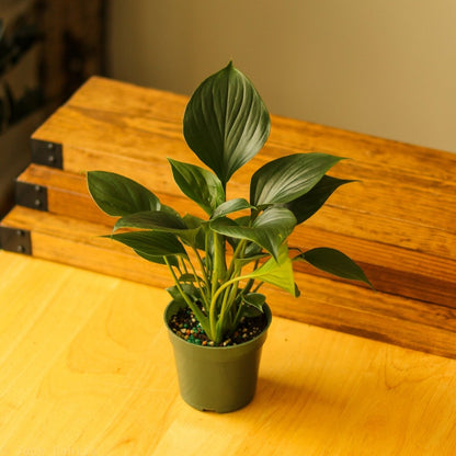  Homalomena ‘Emerald Gem’ – Low Maintenance Tropical Foliage Plant
