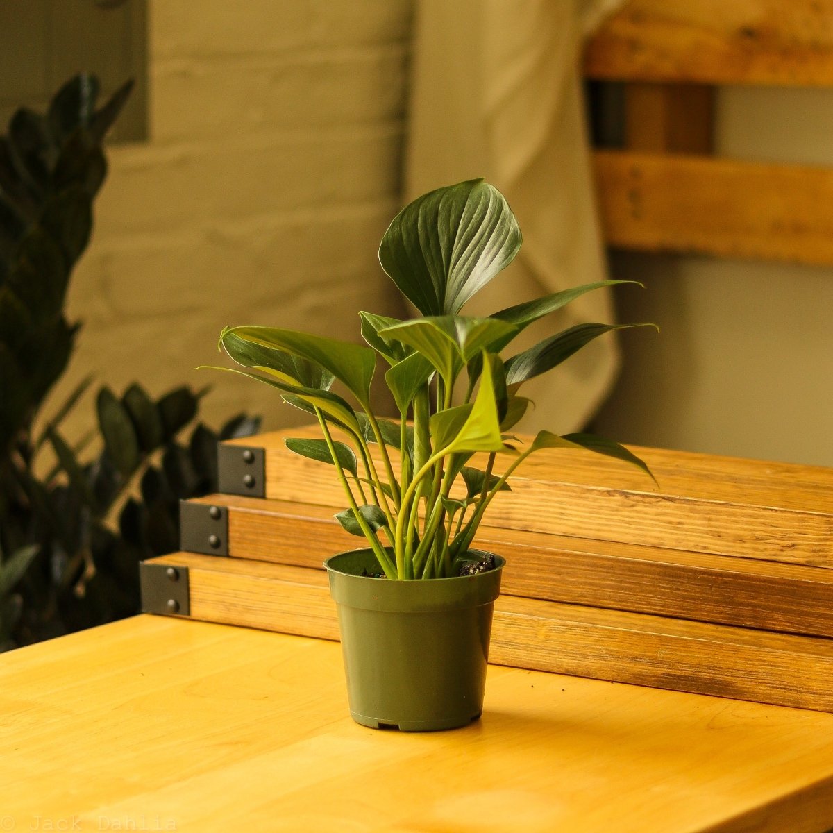 Homalomena ‘Emerald Gem’ – Low Maintenance Tropical Foliage Plant