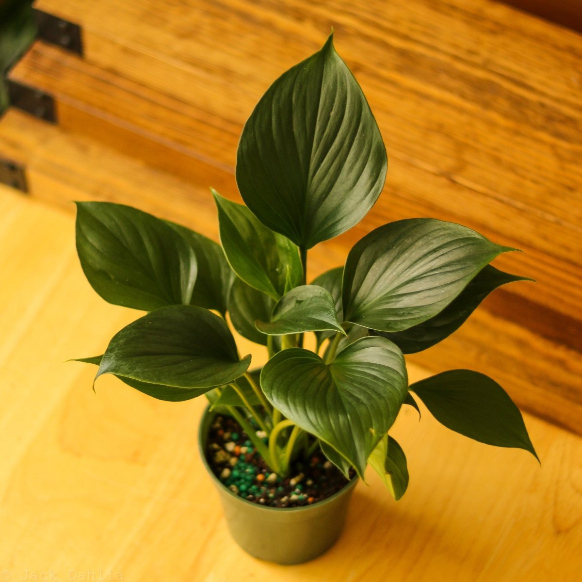  Homalomena ‘Emerald Gem’ – Low Maintenance Tropical Foliage Plant