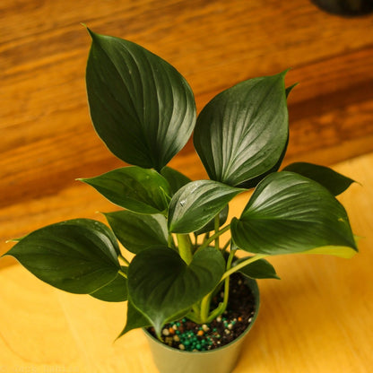  Homalomena ‘Emerald Gem’ – Low Maintenance Tropical Foliage Plant