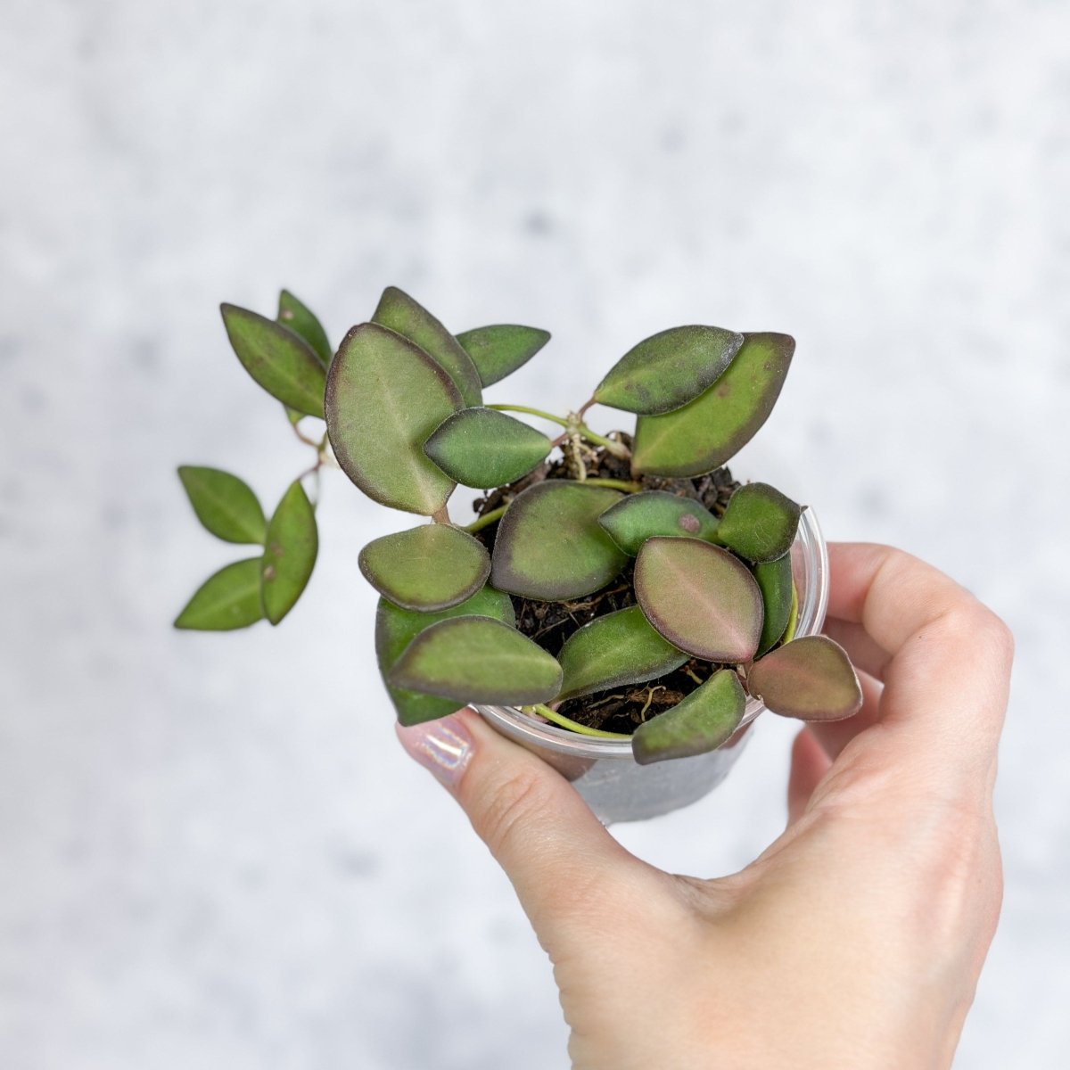 Hoya Affinity Burtoniae - Affinity Hoya - Various Sizes