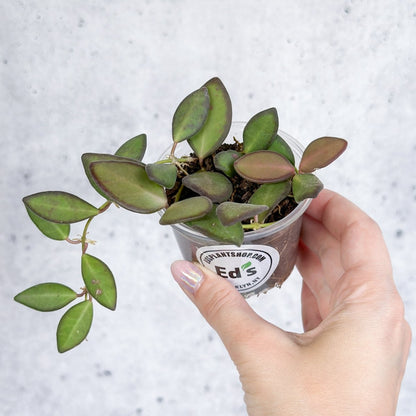  Hoya Affinity Burtoniae - Affinity Hoya - Various Sizes