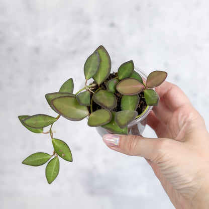  Hoya Affinity Burtoniae - Affinity Hoya - Various Sizes