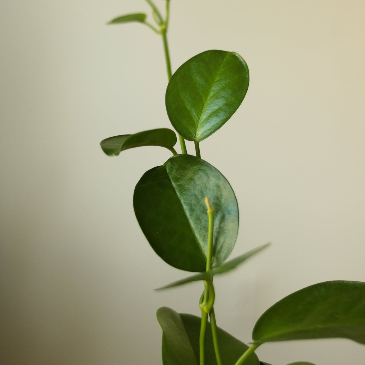  Hoya Australis 'Waxvine'