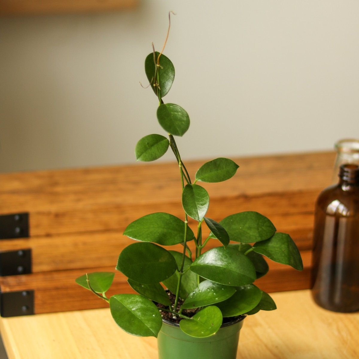  Hoya Australis 'Waxvine'