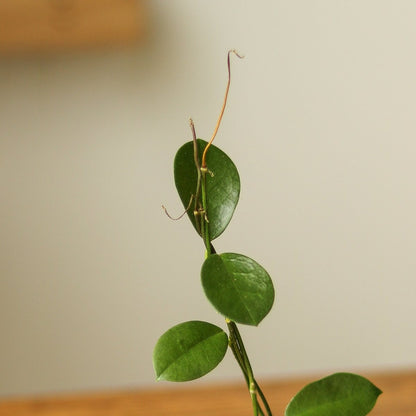  Hoya Australis 'Waxvine'