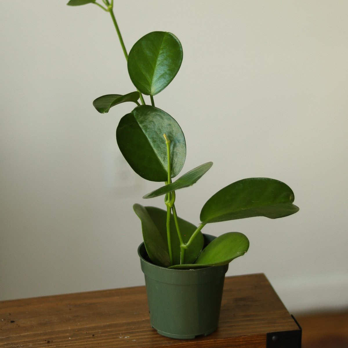  Hoya Australis 'Waxvine'
