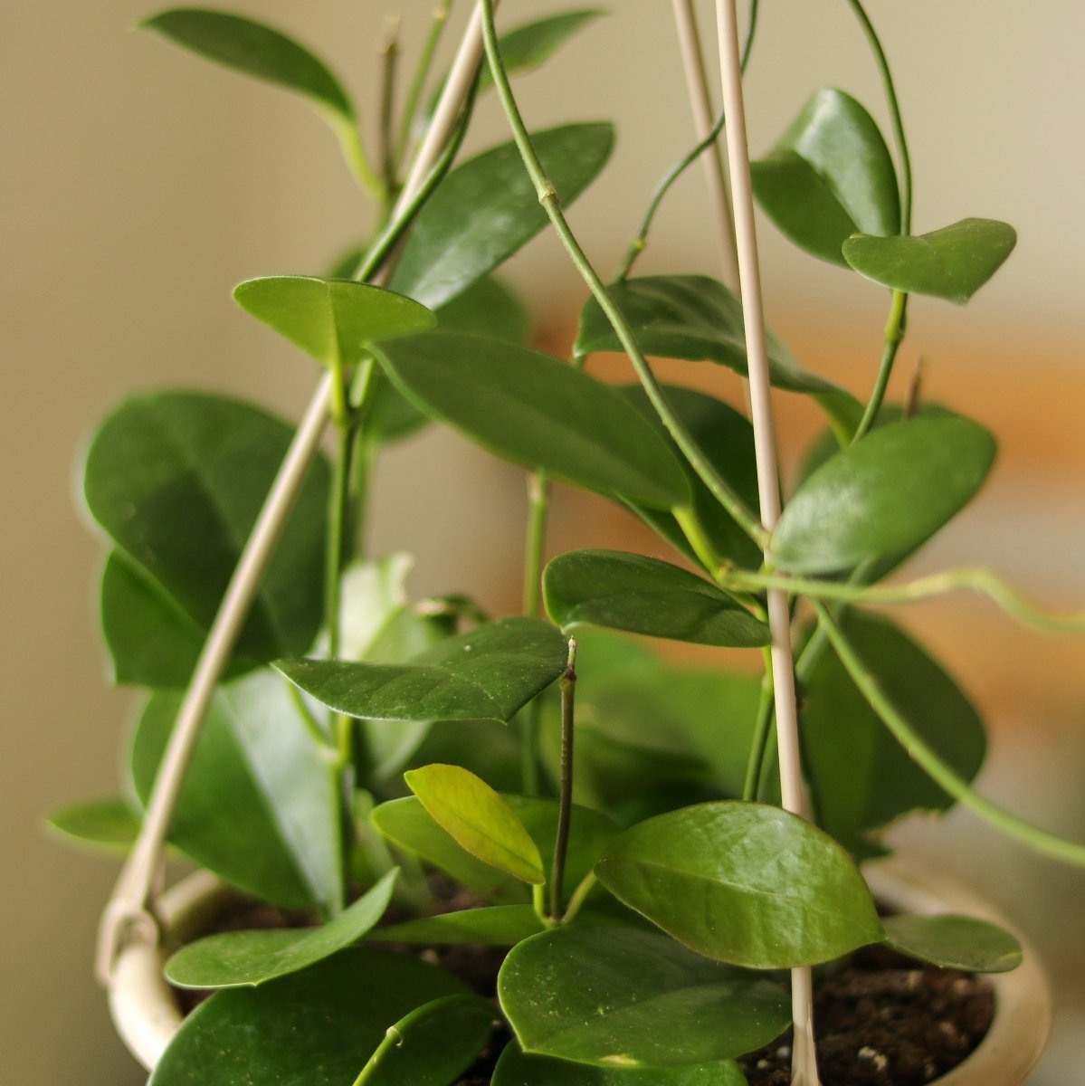  Hoya Australis 'Waxvine'