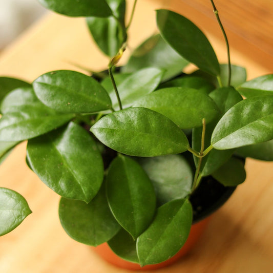 Hoya Australis 'Waxvine'