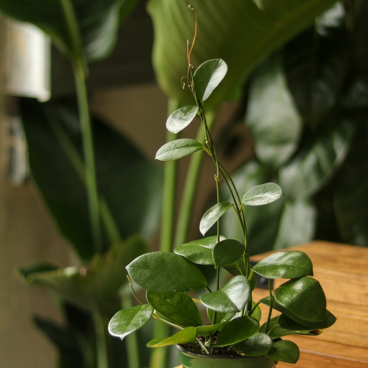  Hoya Australis 'Waxvine'