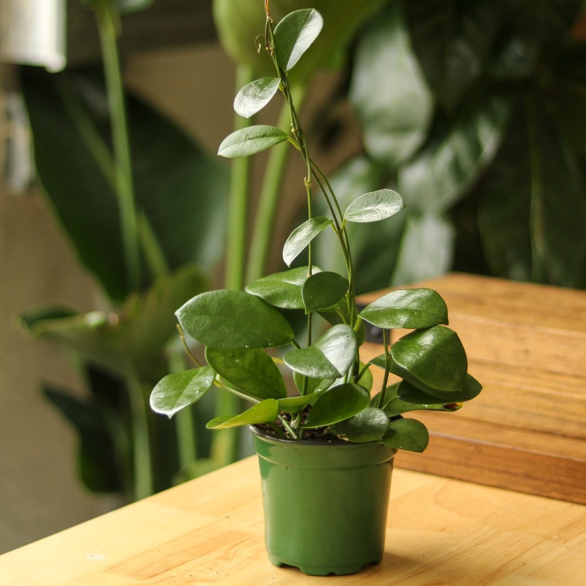 Hoya Australis 'Waxvine'