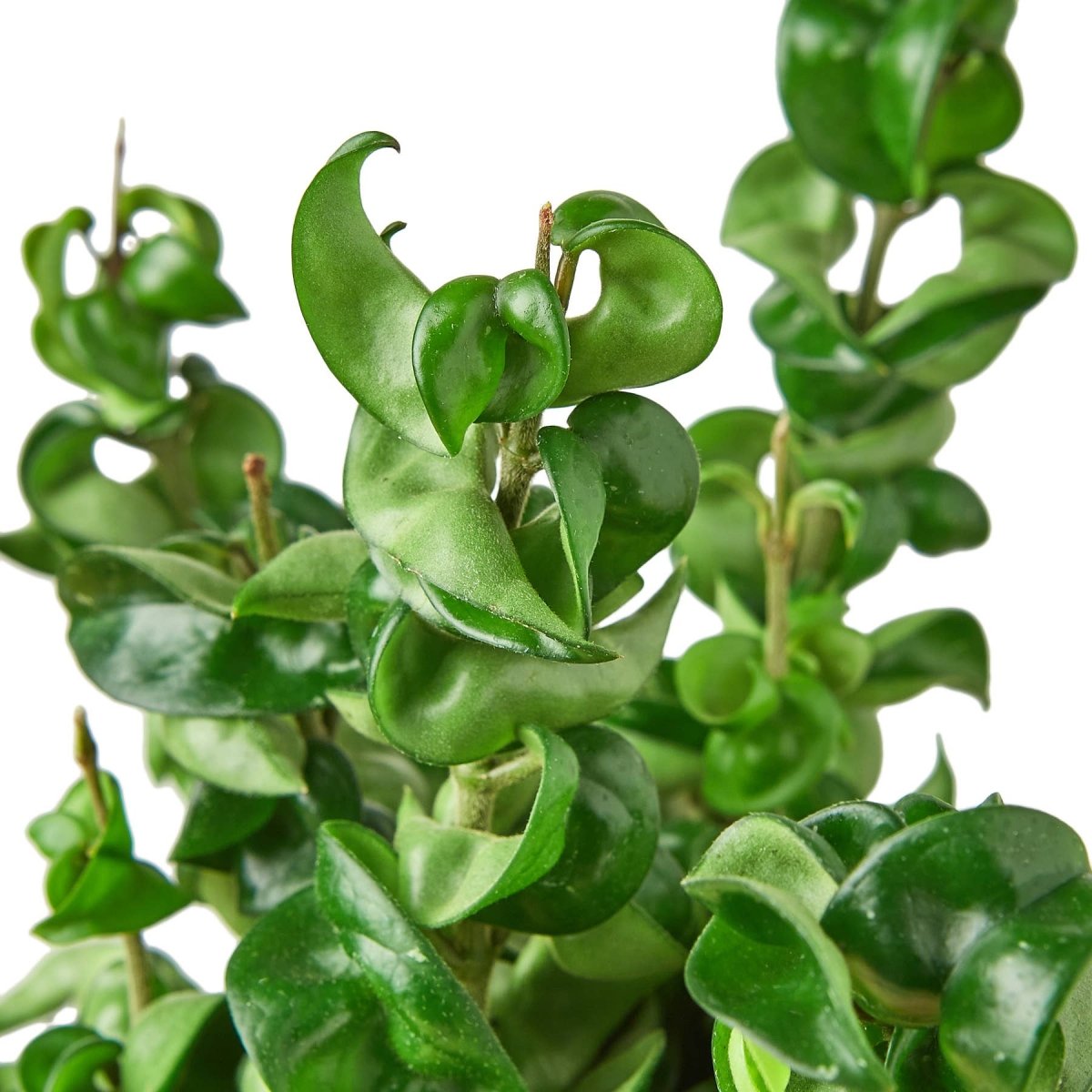  Hoya Carnosa Compacta 'Hindu Rope'