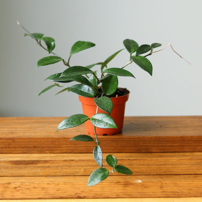  Hoya Carnosa Green 'Wax Plant' – Porcelain Flower
