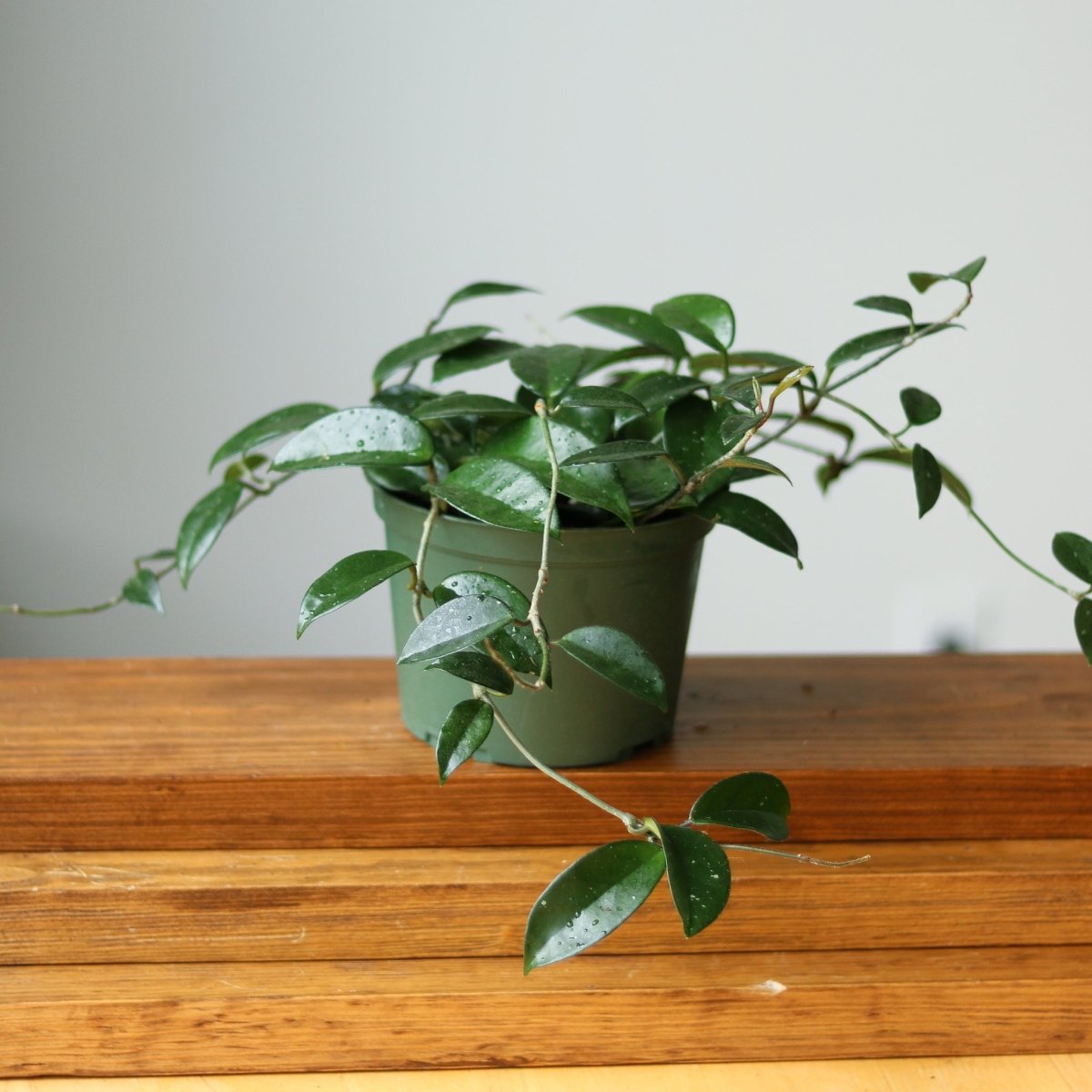  Hoya Carnosa Green 'Wax Plant' – Porcelain Flower