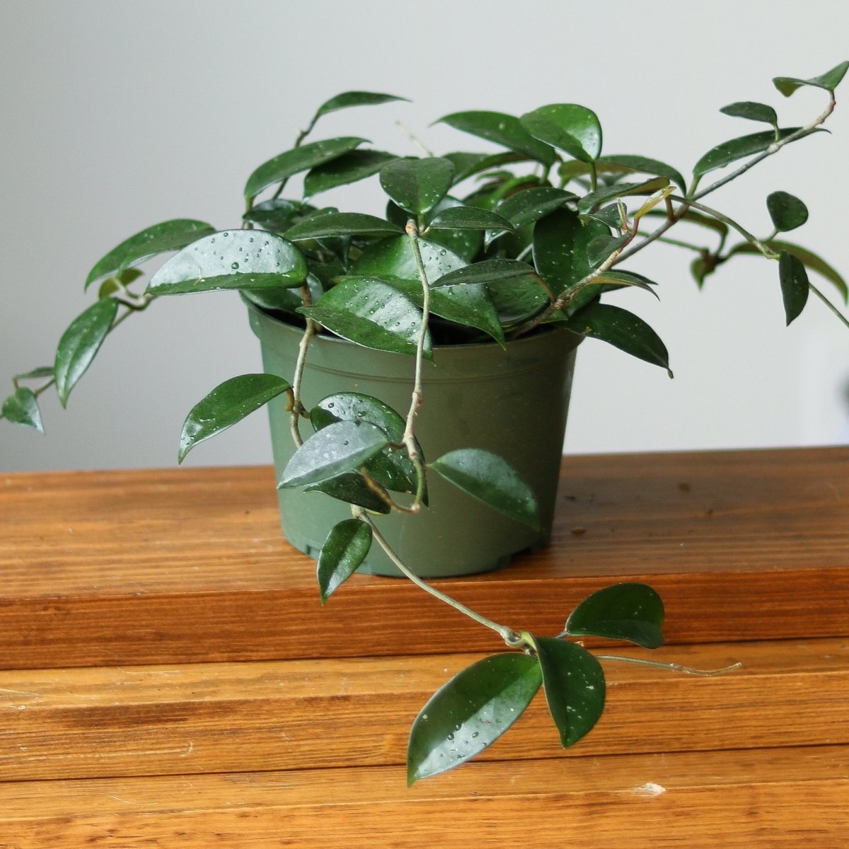  Hoya Carnosa Green 'Wax Plant' – Porcelain Flower