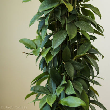  Hoya Carnosa Green 'Wax Plant' – Porcelain Flower