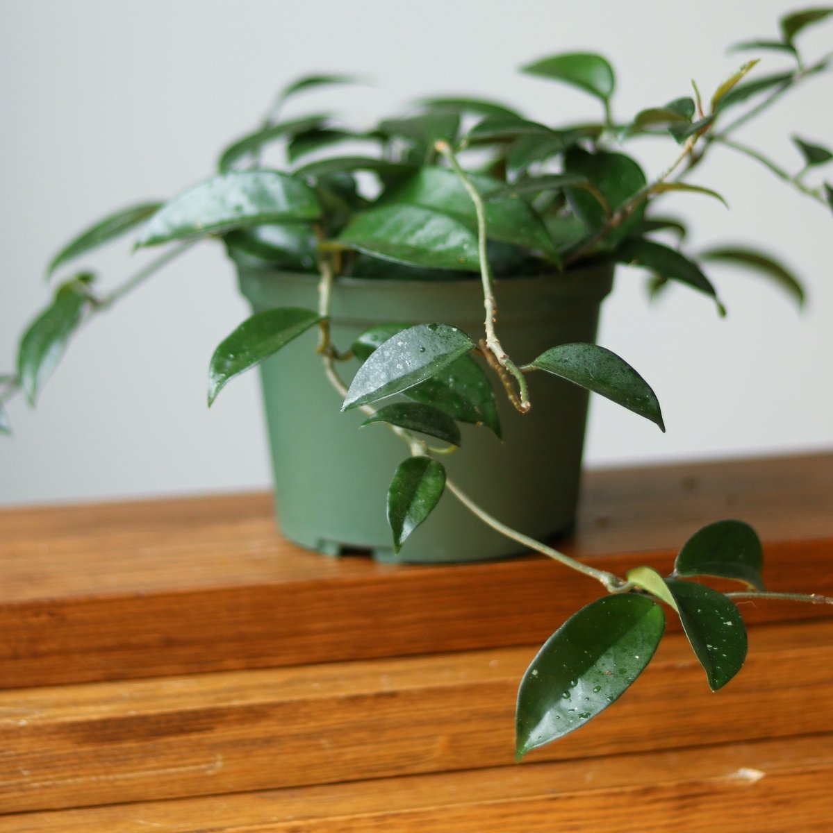  Hoya Carnosa Green 'Wax Plant' – Porcelain Flower