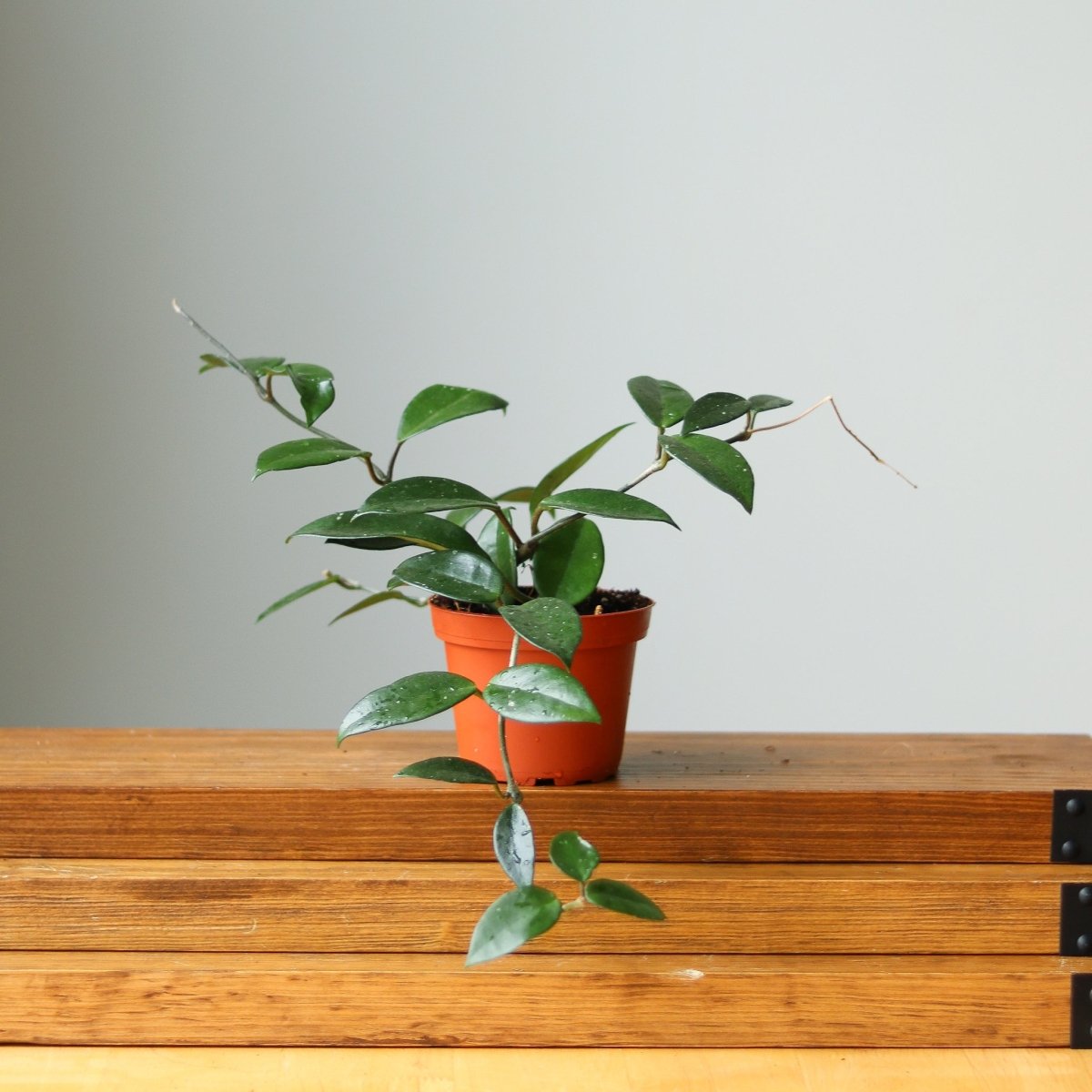  Hoya Carnosa Green 'Wax Plant' – Porcelain Flower