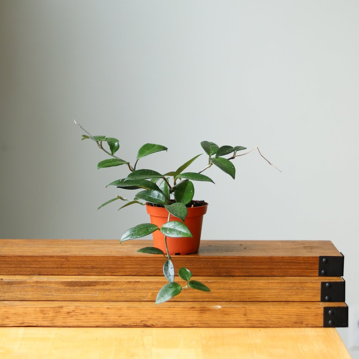  Hoya Carnosa Green 'Wax Plant' – Porcelain Flower