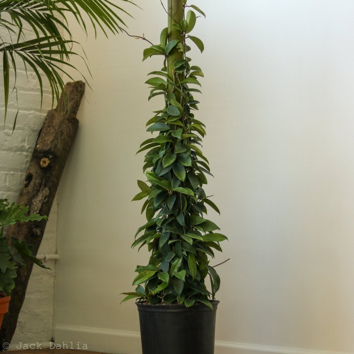  Hoya Carnosa Green 'Wax Plant' – Porcelain Flower
