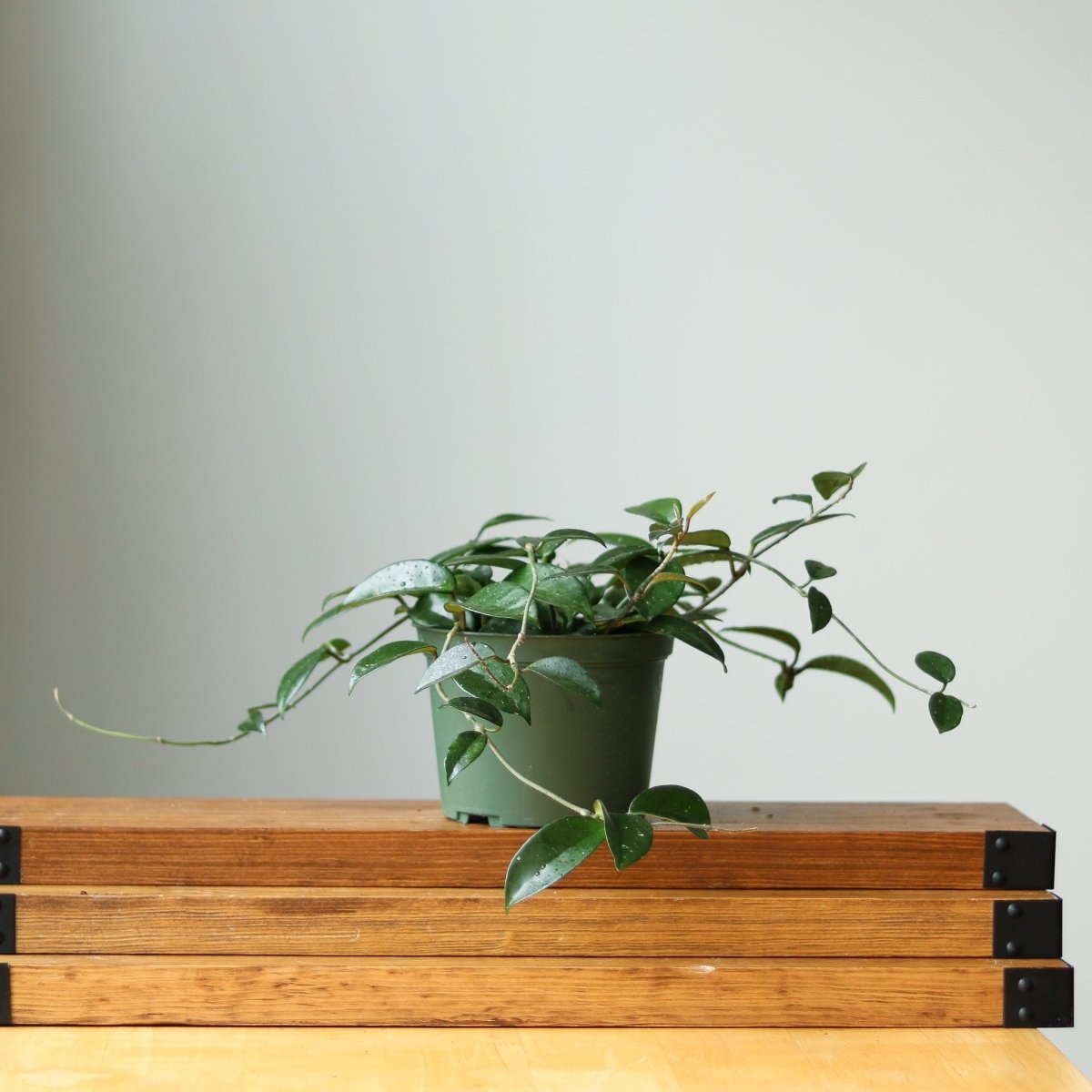  Hoya Carnosa Green 'Wax Plant' – Porcelain Flower