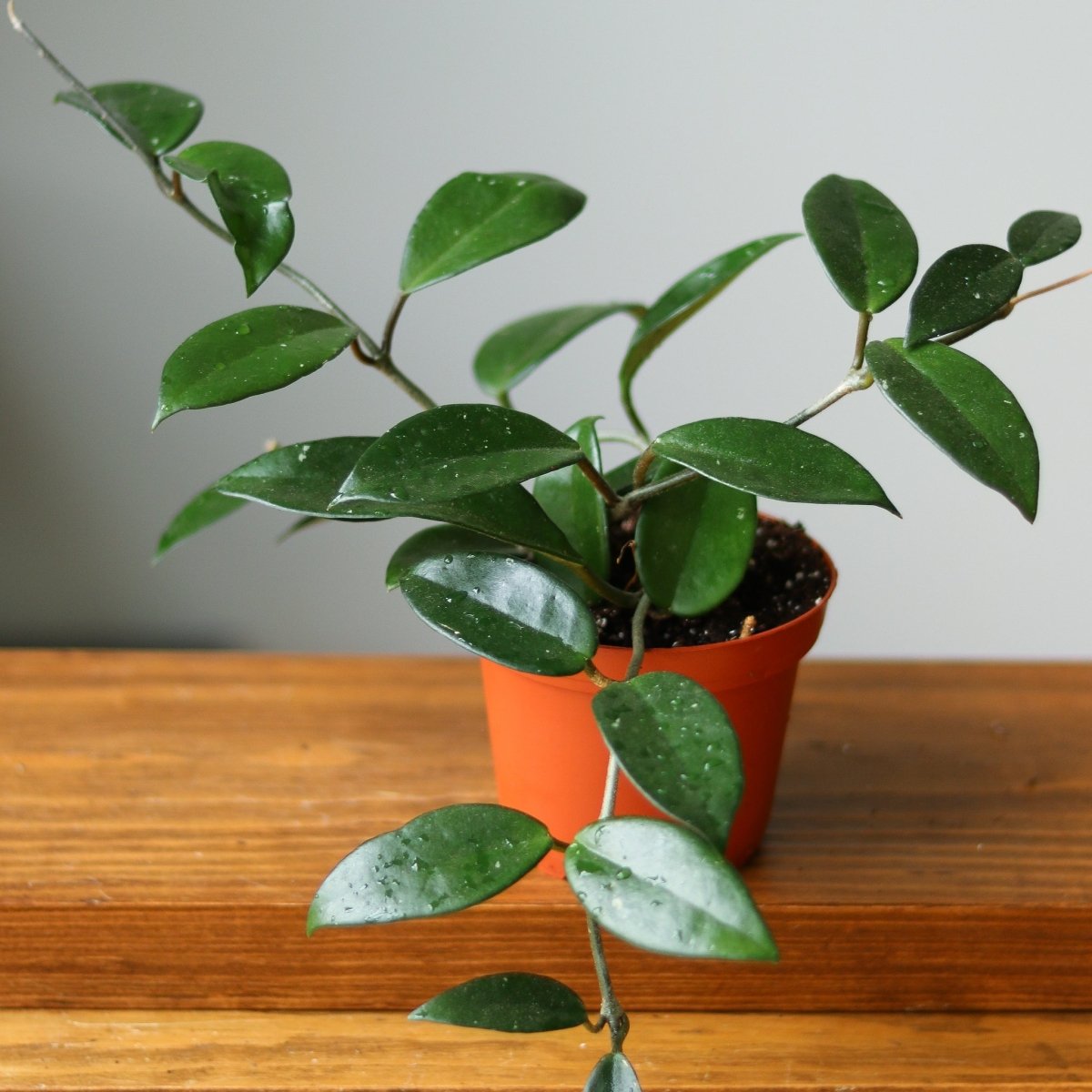  Hoya Carnosa Green 'Wax Plant' – Porcelain Flower