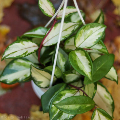  Hoya Carnosa 'Krimson Princess' Wax Plant