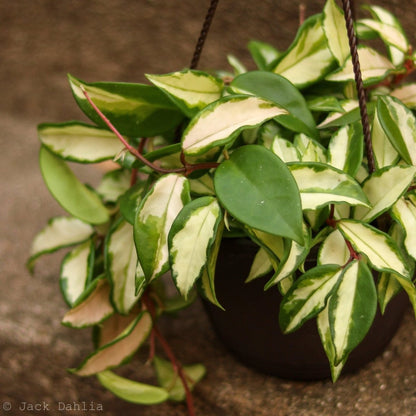  Hoya Carnosa 'Krimson Princess' Wax Plant