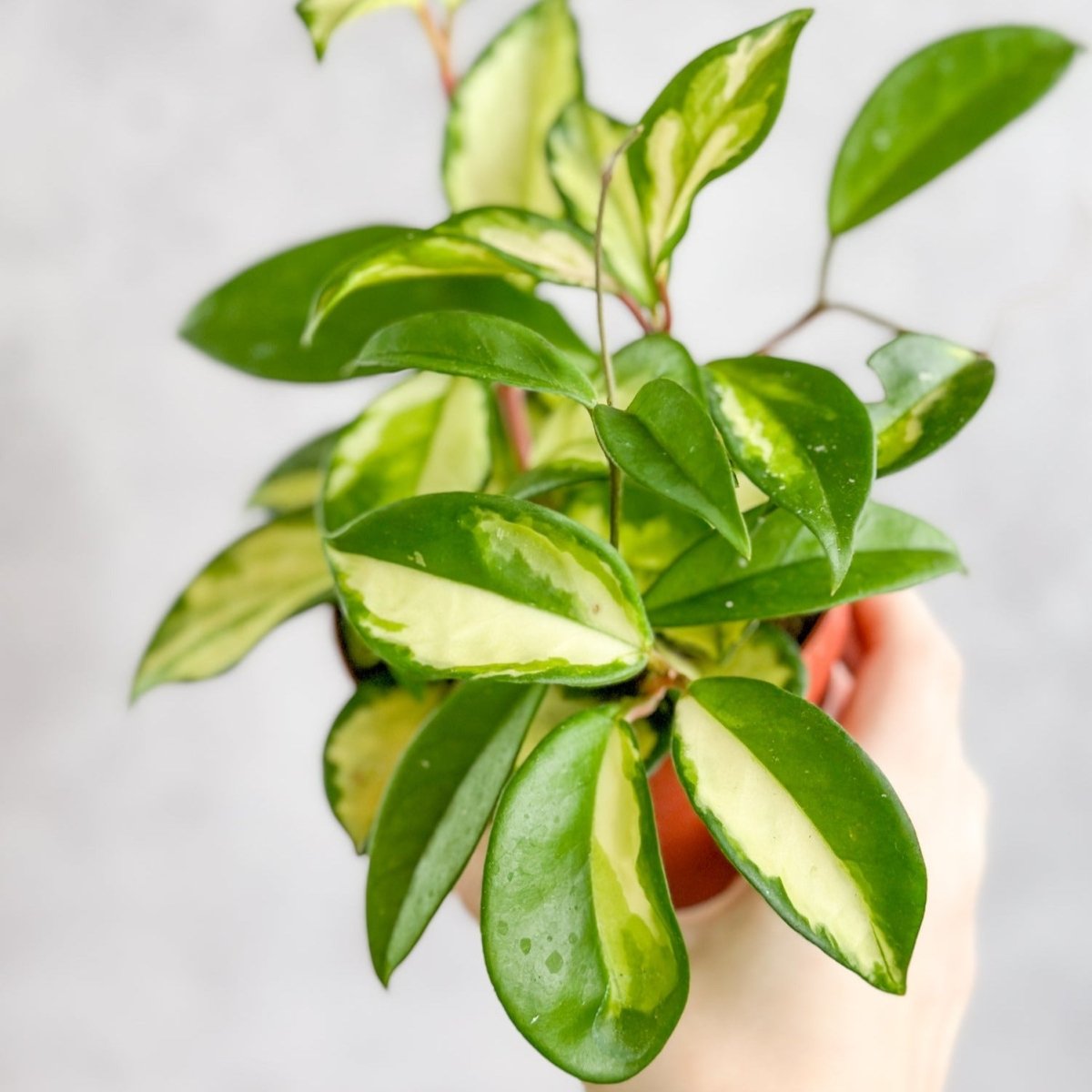  Hoya Carnosa 'Krimson Princess' Wax Plant