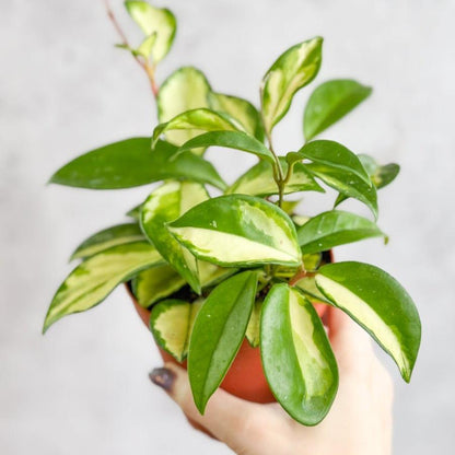  Hoya Carnosa 'Krimson Princess' Wax Plant